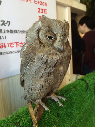 Illustration for article titled Who Thinks Japan's Owl Cafes Are a Hoot?